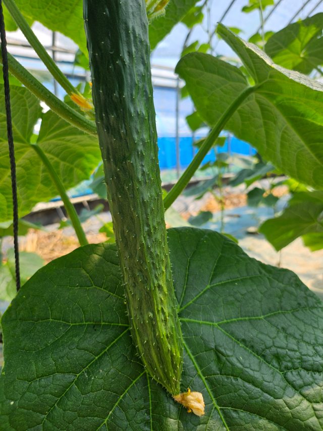 오이 재배 현장
