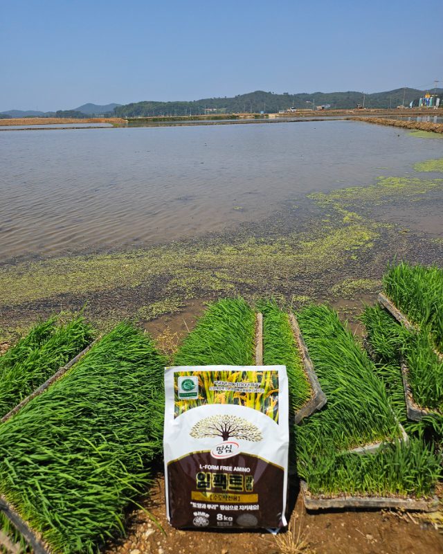 못자리에 임팩트과립 사용