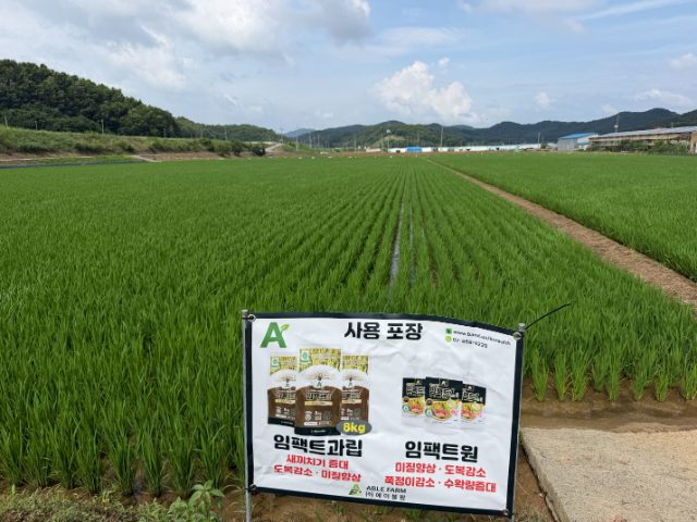 벼 사용 포장 시험구
