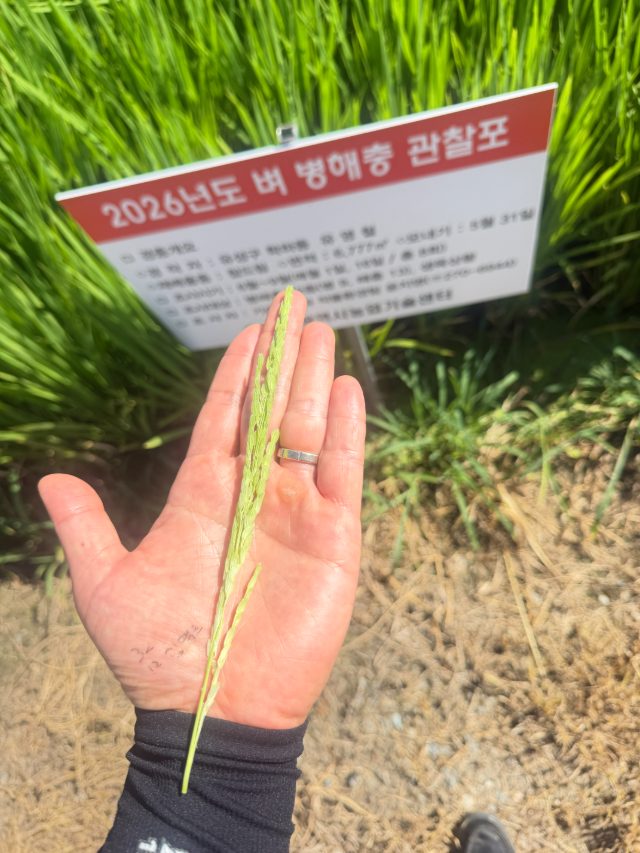벼 이삭 생육 확인